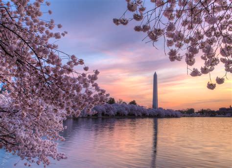 Dc cherry blossom festival - Learn about the history, traditions, and activities of the Cherry Blossom Festival, a symbol of Washington's springtime beauty and friendship with Japan. Find out when and where the cherry trees …